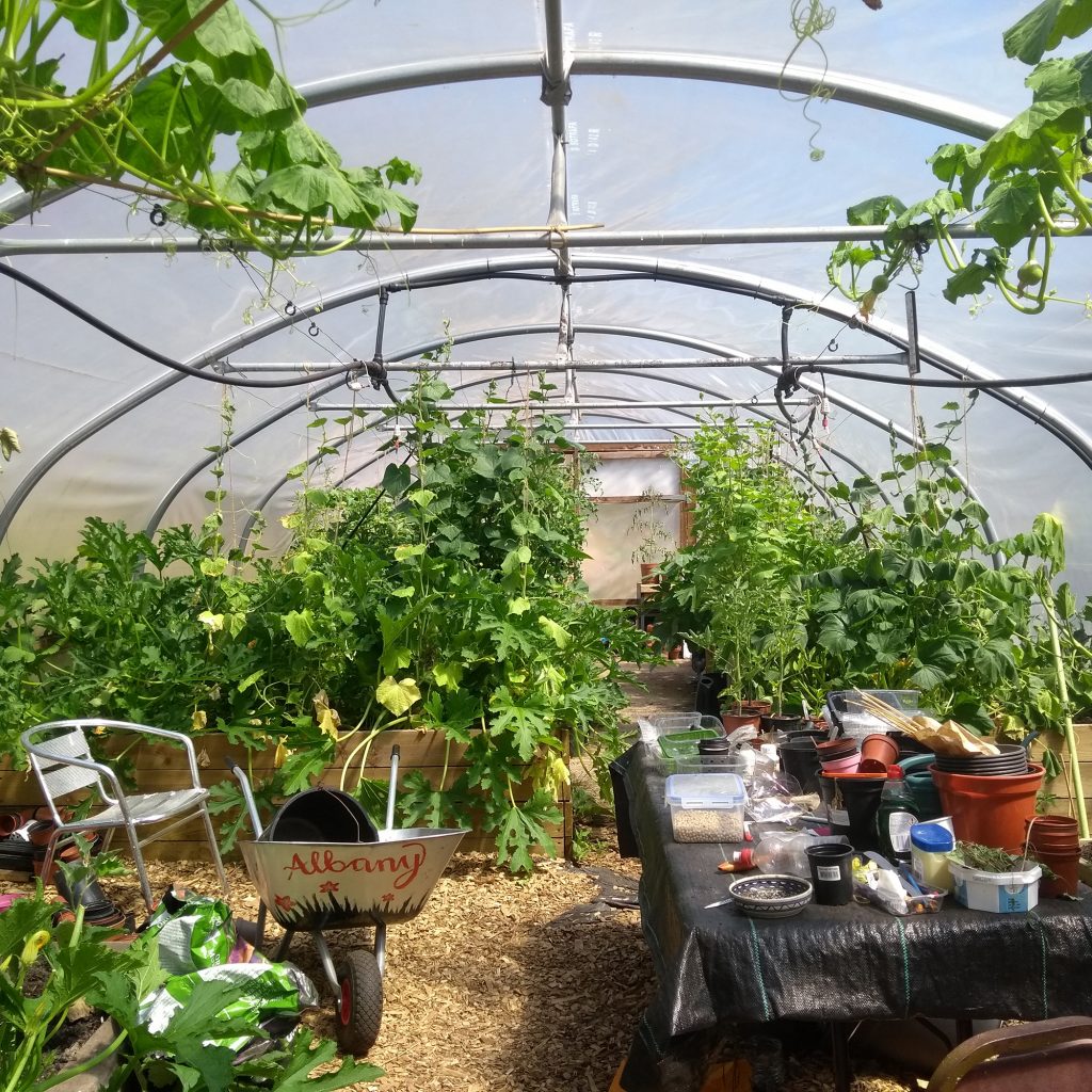 The Albany poly-tunnel with fruit and veg growing all around.