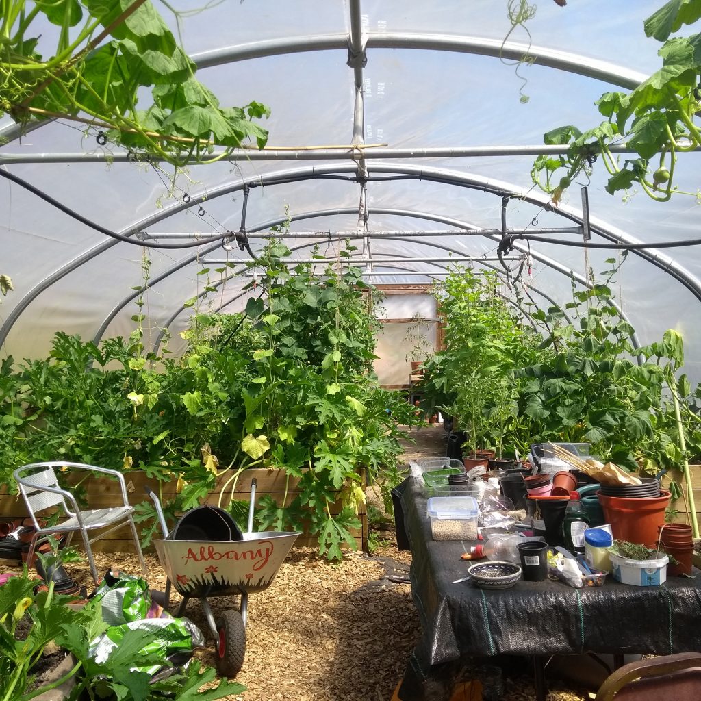 The Albany poly-tunnel with fruit and veg growing all around.