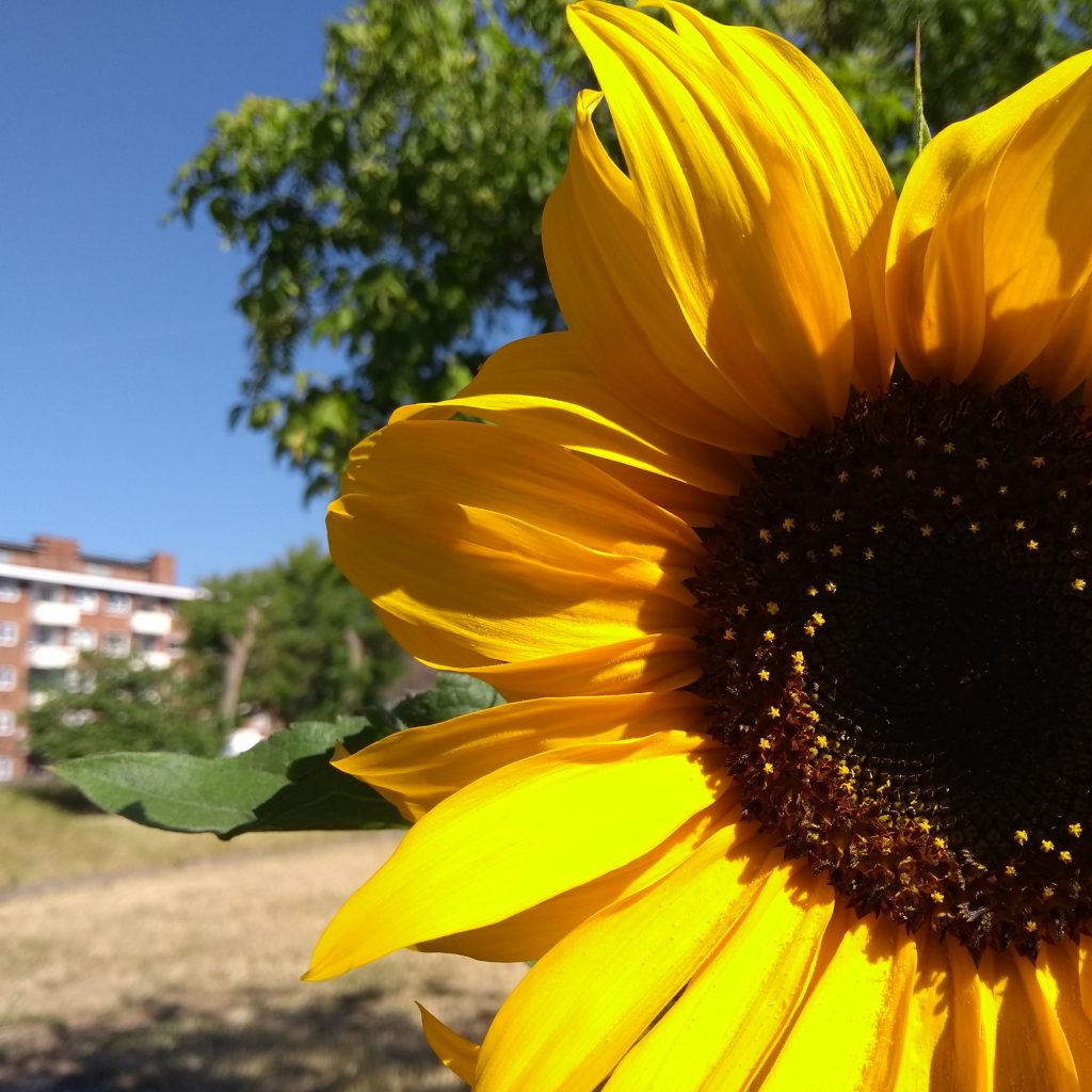 A Sunflower in the Albany garden with trees and a blue sky behind.