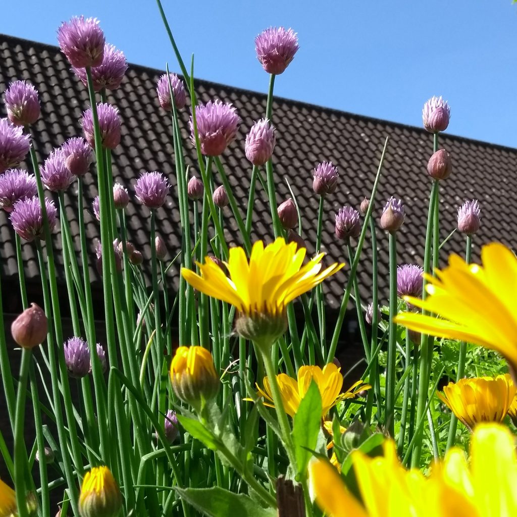 Purple and yellow flowers in the Albany garden with the roof of the building behind.