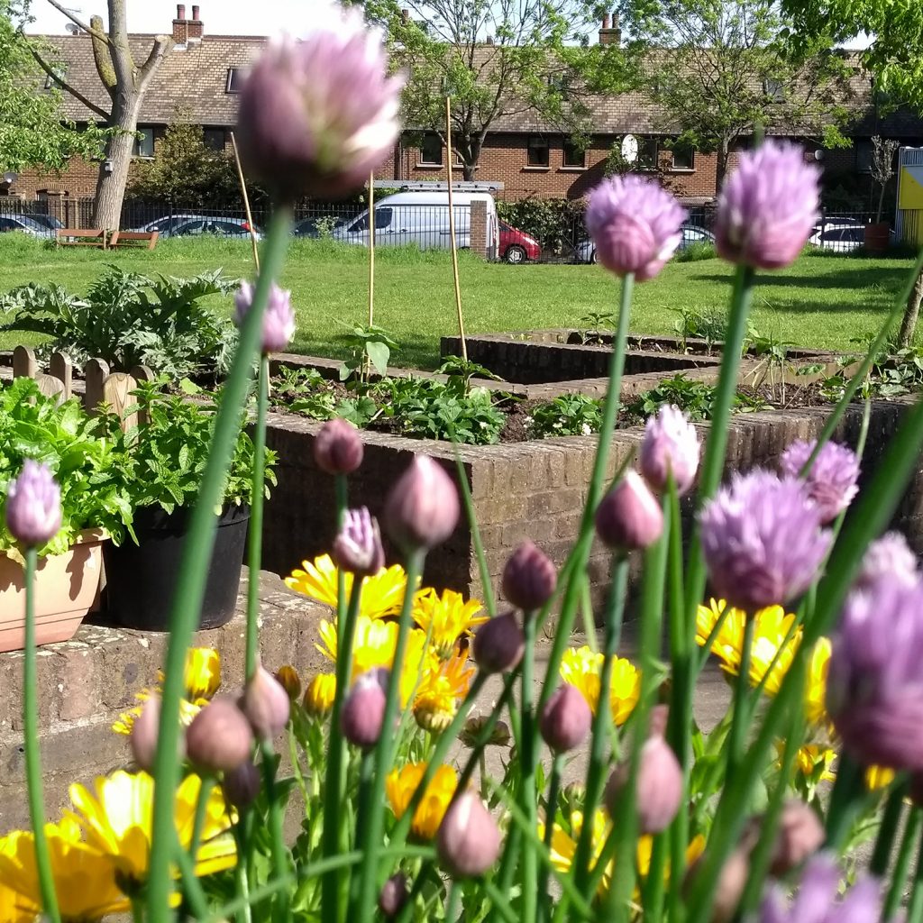 Purple and yellow flowers in the Albany garden with brick flowerbeds behind.