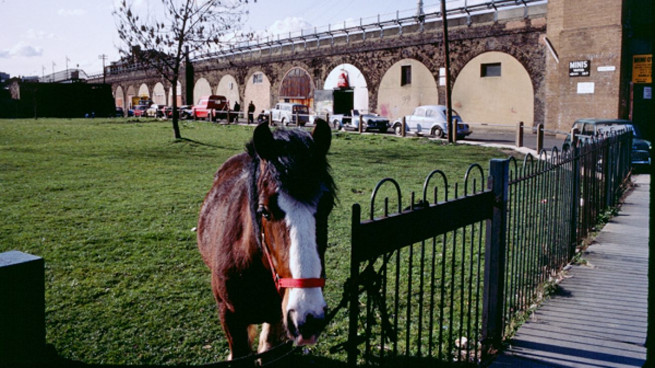 Horse tied up at the railings in a field on Deptford Church Street. Railway line and arches in the background.