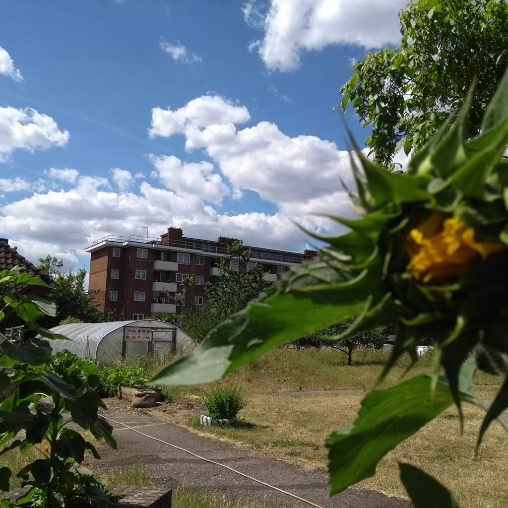 Sunflowers, grass, a pathway and the poly tunnel in the Albany garden.
