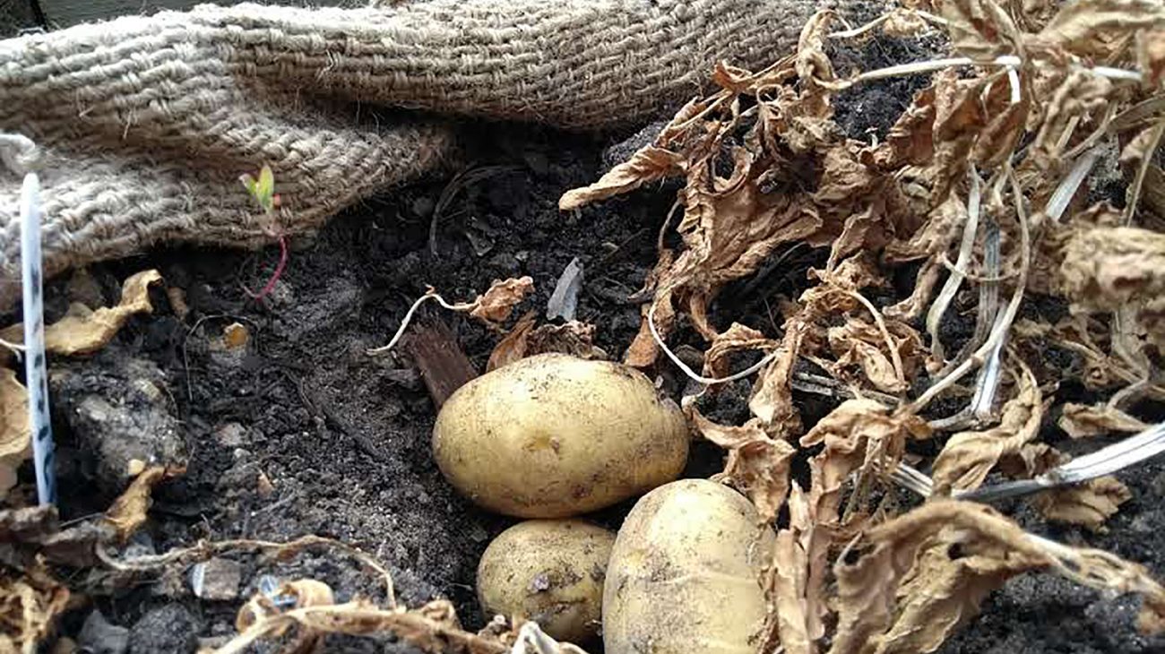 Potatoes ready for harvesting in the Albany poly tunnel. Photography by Lucy Hall.