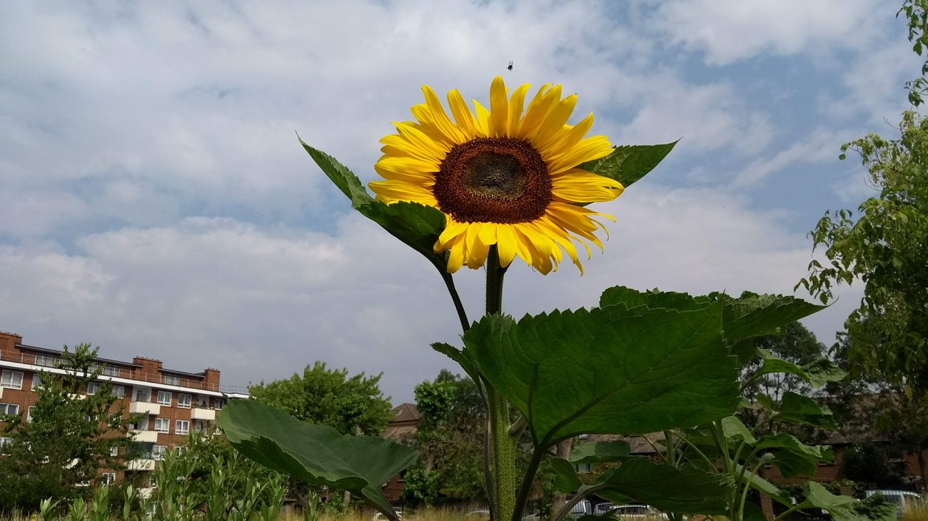 Albany garden. Photography by Lucy Hall.