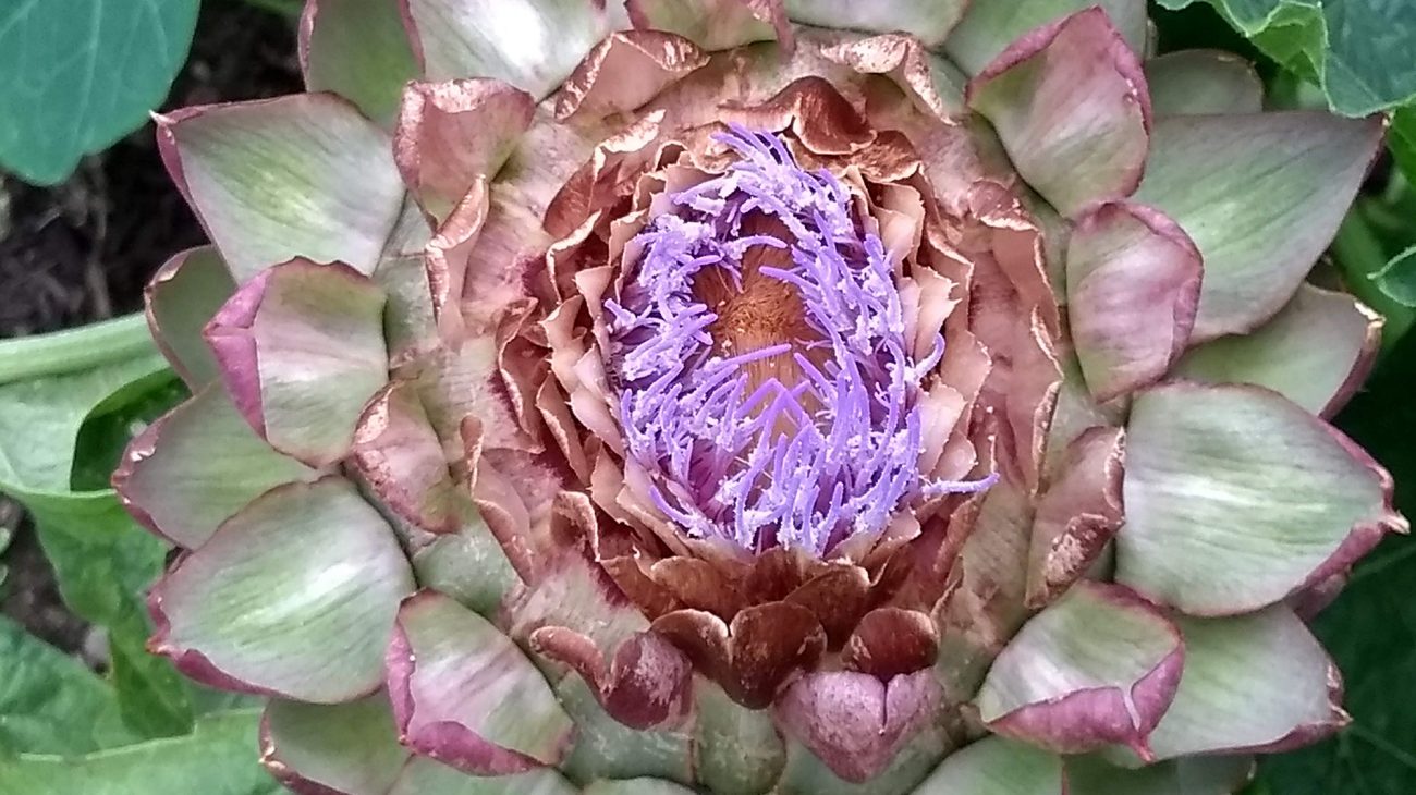 An artichoke growing in the Albany garden. Photography by Lucy Hall.