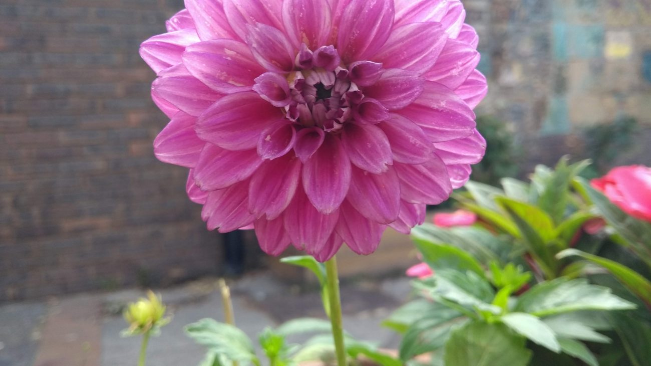 A flower in the Albany garden. Photography by Lucy Hall.