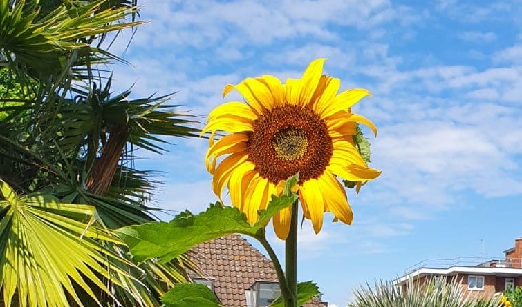 Grow Your Own&#8230; Sunflowers