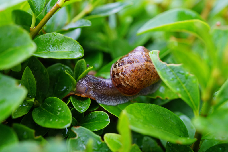 Keep Your Garden Clear of Slugs and Snails