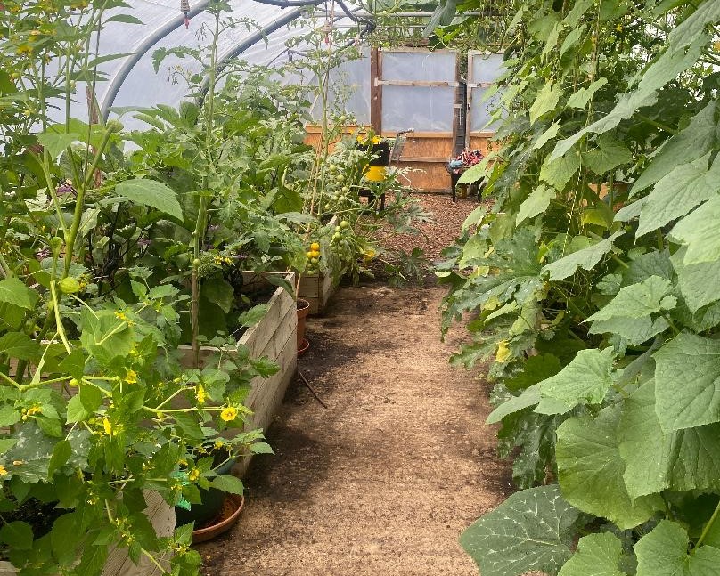 The Albany Garden polytunnel