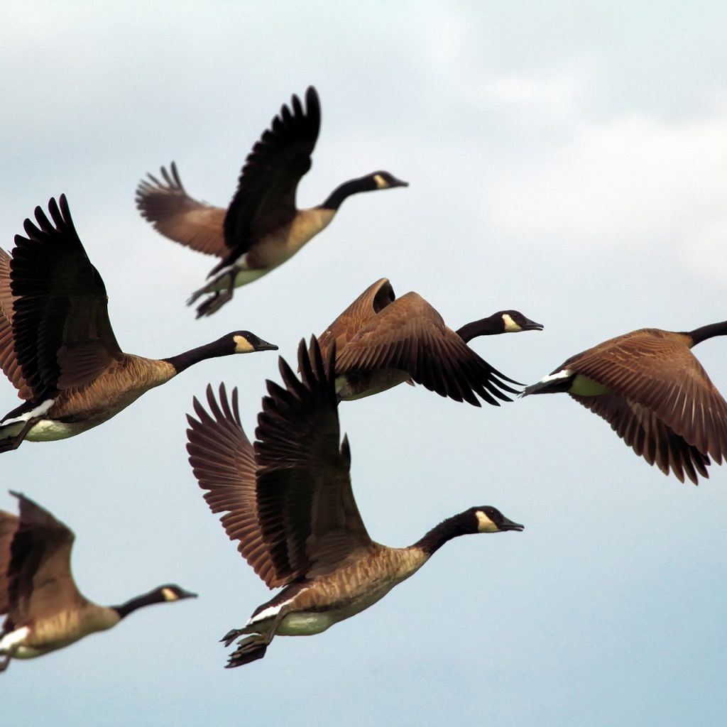 Half a dozen geese take flight in the sky. The sky is light blue and there are some pale white clouds.